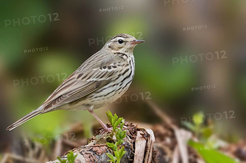 Olive-backed Pipit - Waldpieper - Anthus hodgsoni ssp. yunnanensis, Russia
