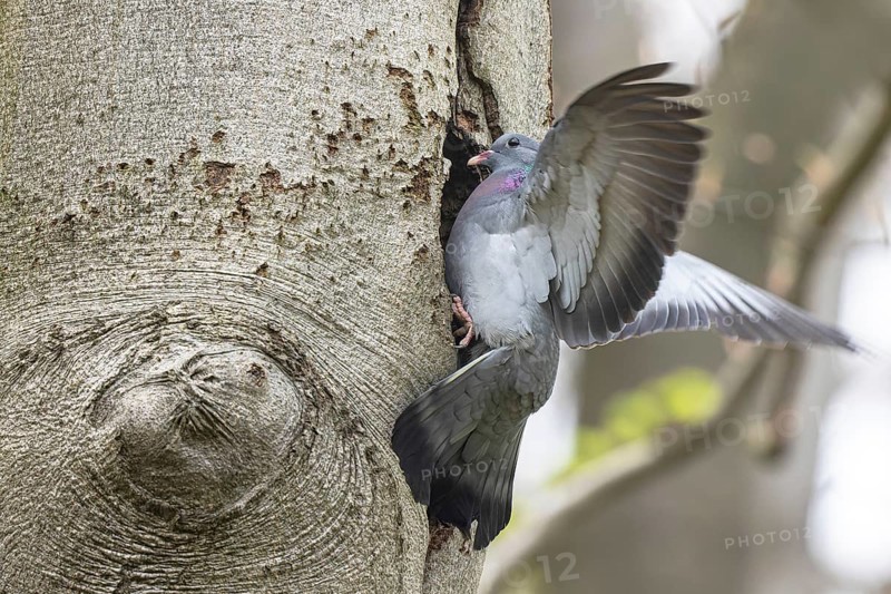 Stock Dove (Columba oenas), North Rhine-Westphalia, Germany