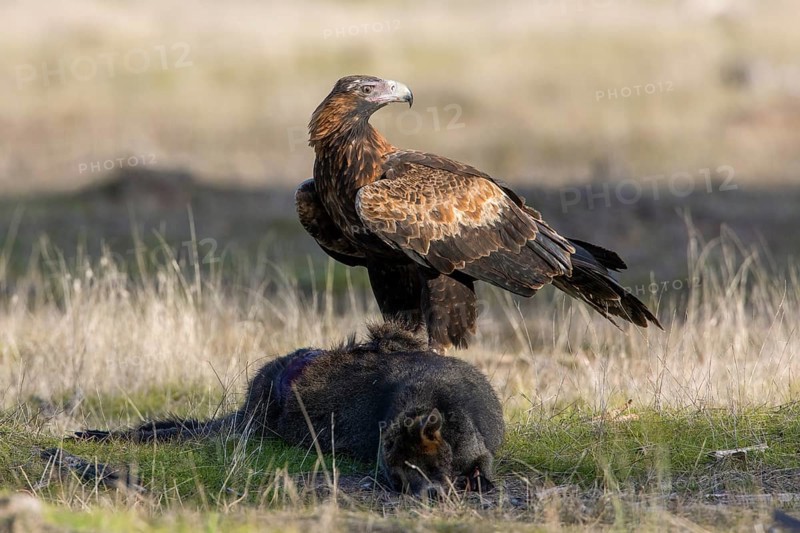 Wedge-tailed Eagle (Aquila audax) on the carcass of a Swamp Wallaby (Wallabia bicolor), Victoria, Australia