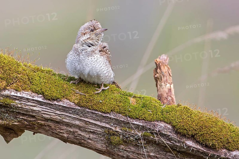 Eurasian Wryneck (Jynx torquilla), Saxony-Anhalt, Germany