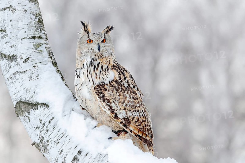 Winter scene with Big Eastern Siberian Eagle Owl, Bubo bubo sibiricus, sitting in the birch tree with snow in the forest