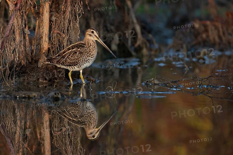 Common Snipe (Gallinago gallinago) foraging, Saxony, Germany