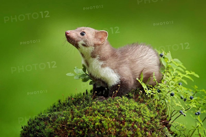 Beautiful cute forest animal. Beech marten, Martes foina, with clear green background. Small predator sitting on the tree trunk in forest. Wildlife scene from Germany