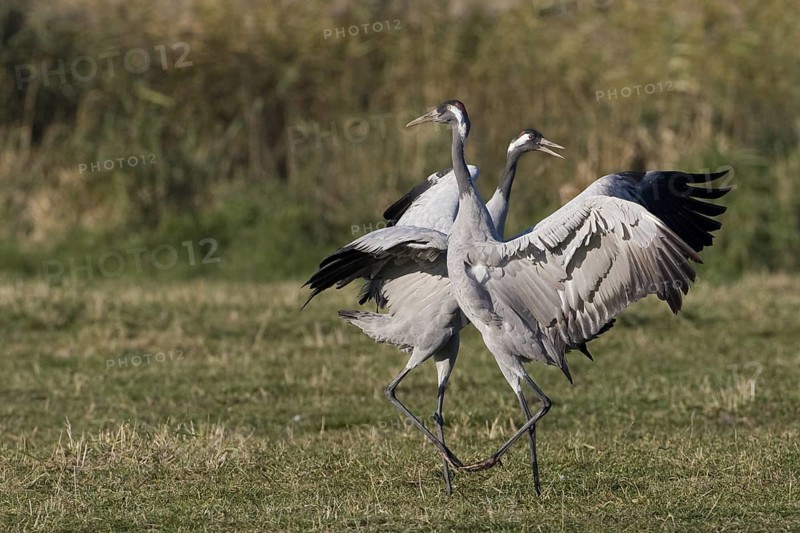 Common Crane (Grus grus) mating, Mecklenburg-Western Pomerania, Germany