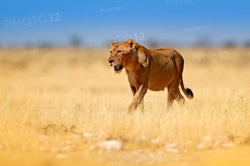 Safari in Africa. Big angry female lion in Etosha NP, Namibia. African lion walking in the grass, with beautiful evening light. Wildlife scene from nature. Animal in the habitat