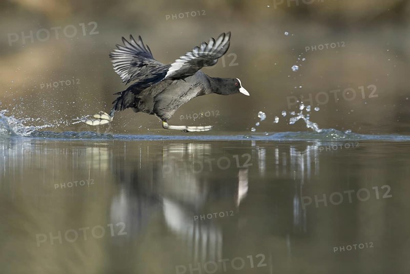 Eurasian Coot (Fulica atra) flying, Saxony, Germany