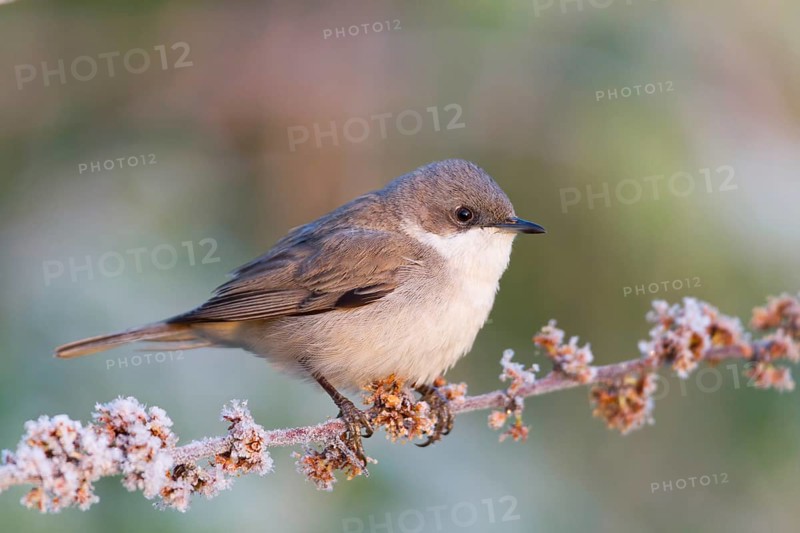 Lesser Whitethroat (Sylvia curruca), Baden-Wuerttemberg, Germany