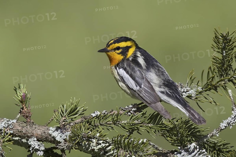 Blackburnian Warbler (Setophaga fusca), New York, USA