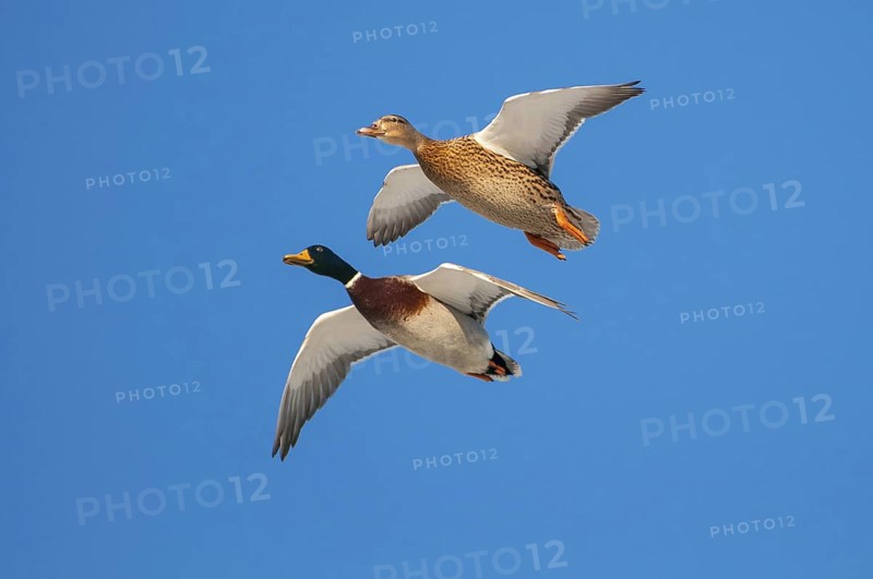 Mallard (Anas platyrhynchos) pair flying, Lower Saxony, Germany
