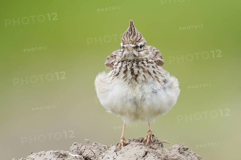Thekla Lark (Galerida theklae), Mallorca, Spain