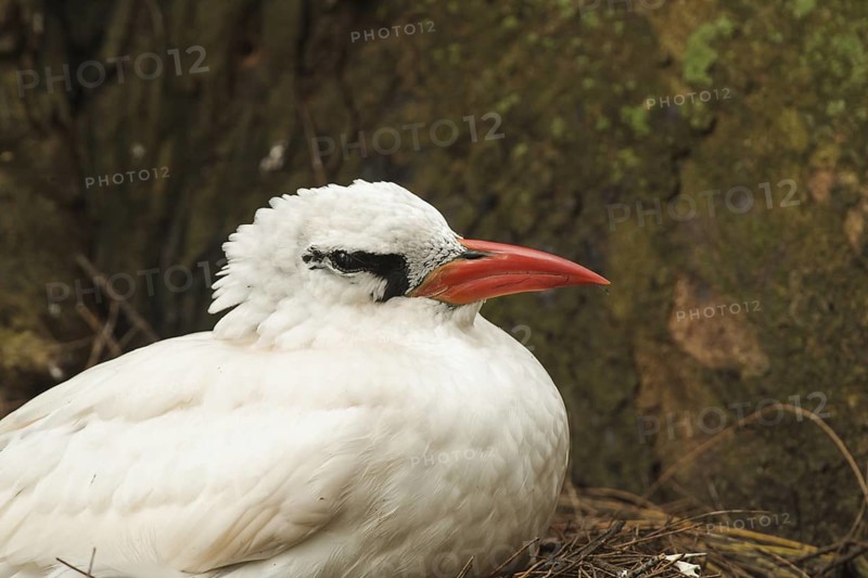 Red-tailed Tropicbird (Phaethon rubricauda), Hawaii, USA