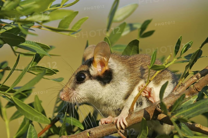 Garden Dormouse (Eliomys quercinus) adult climbing in vegetation, Andalusia, Spain