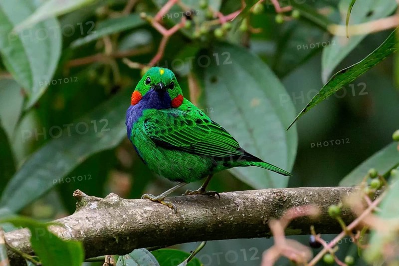 Orange-eared Tanager (Chlorochrysa calliparaea) perched on a branch in the Amazon in Peru