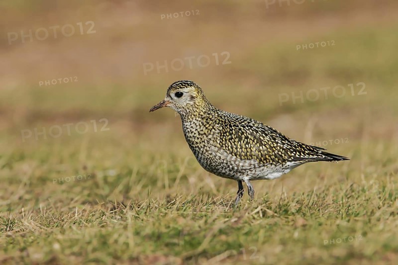 European Golden Plover (Pluvialis apricaria), Schleswig-Holstein, Germany