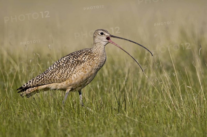 Long-billed Curlew (Numenius americanus), Alberta, Canada