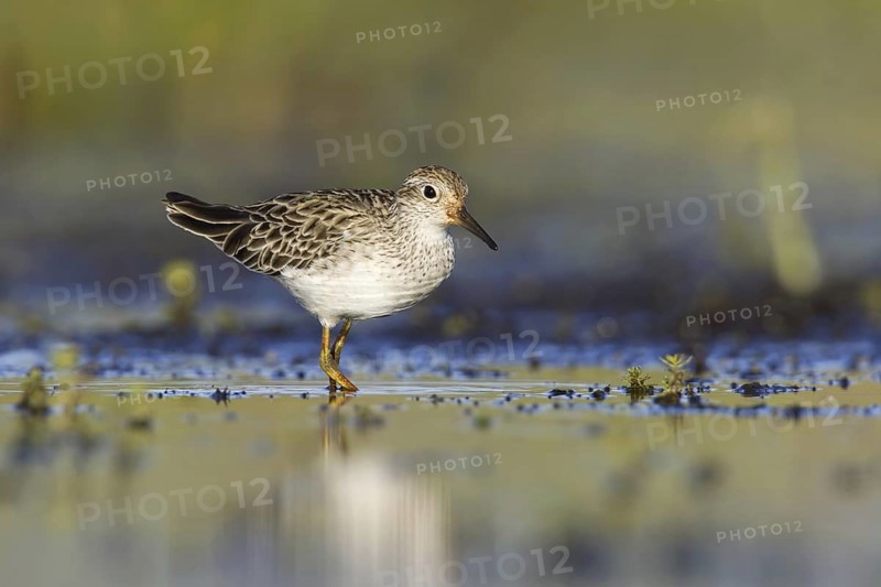 Sharp-tailed Sandpiper (Calidris acuminata), Victoria, Australia