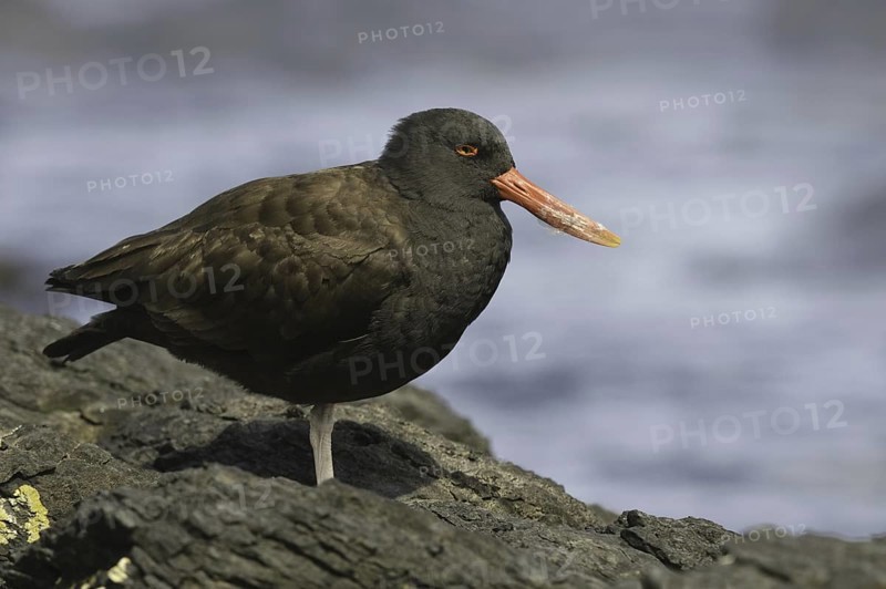 Blackish Oystercatcher (Haematopus ater), Falkland Islands