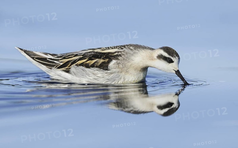 Red-necked Phalarope (Phalaropus lobatus), British Columbia, Canada
