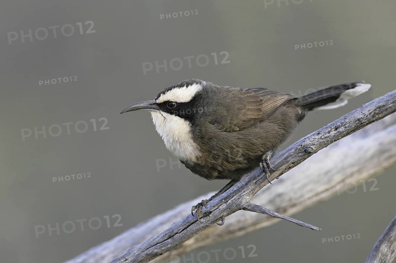 Hall's Babbler (Pomatostomus halli), Queensland, Australia