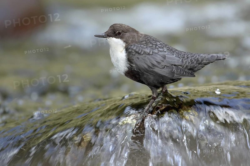 White-throated Dipper (Cinclus cinclus), Cantabria, Spain