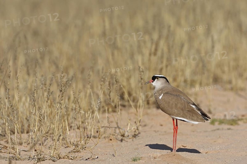 Crowned Lapwing (Vanellus coronatus), Northern Cape, South Africa