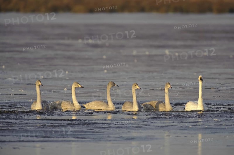 Whooper Swan (Cygnus cygnus), Lower Saxony, Germany