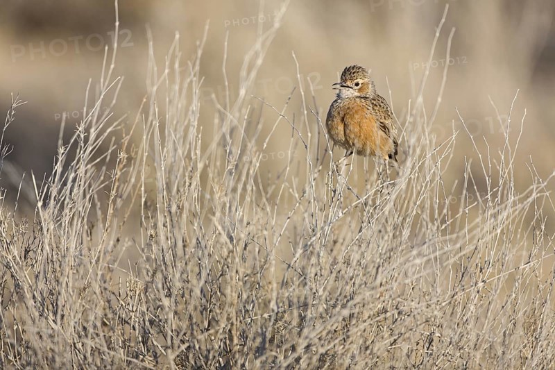 Spike-heeled Lark (Chersomanes albofasciata), Etosha National Park, Namibia
