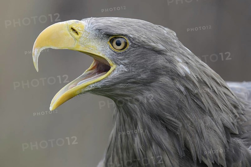 White-tailed Eagle (Haliaeetus albicilla) calling, Lower Saxony, Germany