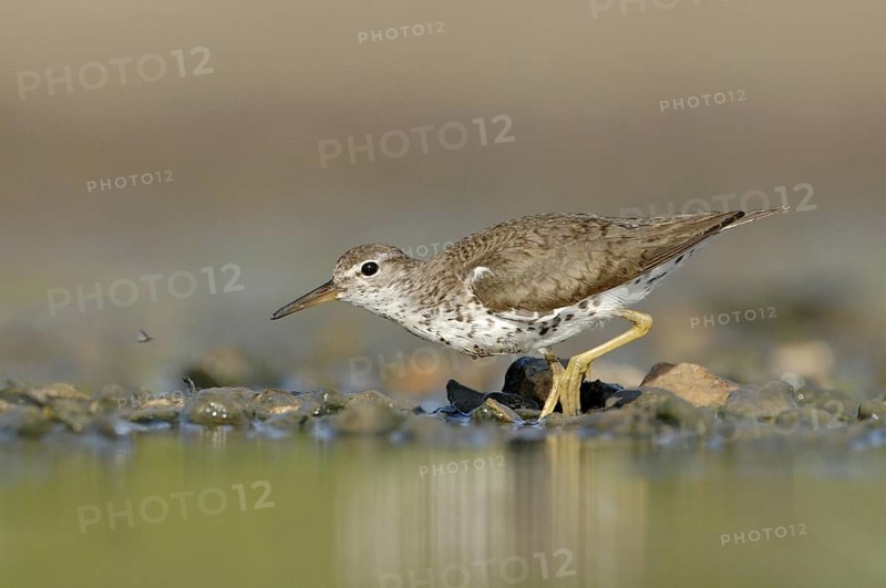 Spotted Sandpiper (Actitis macularius), Texas, USA