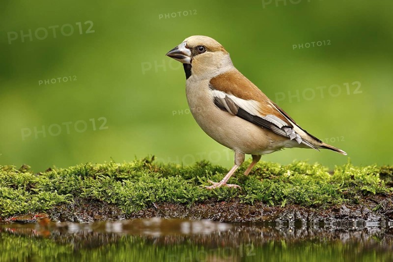 Beautiful songbird, Hawfinch, in water mirror, brown songbird sitting in the water, nice lichen tree branch, bird in the nature habitat, spring - nesting, reflection, mirroring, Germany. Cute bird