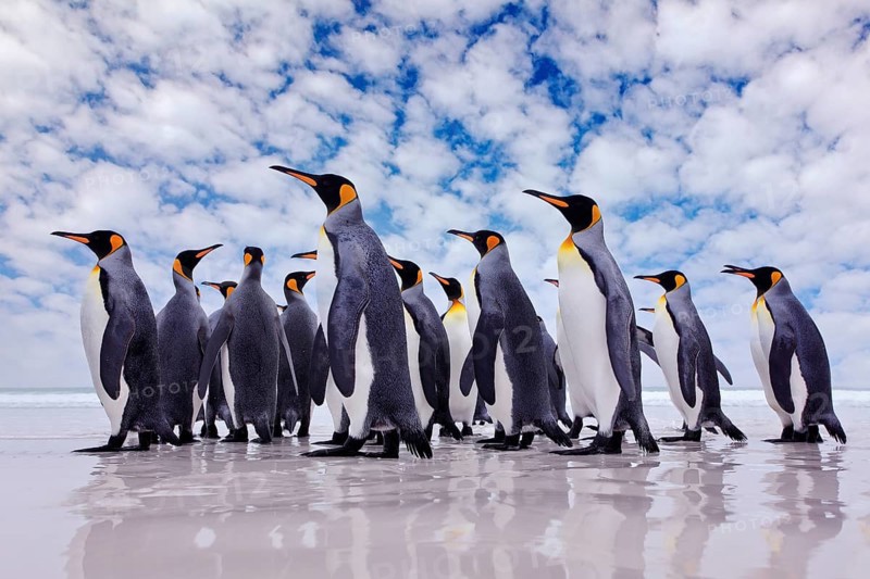 Antarctica wildlife, penguin colony. Group of king penguins coming back from sea to beach with wave and blue sky in background, South Georgia, Antarctica. Blue sky and water bird in Atlantic Ocean