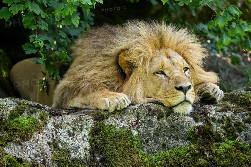 Southern African lion (Panthera leo melanochaita) male, lying on a rock, captive, Zoo Augsburg, Germany