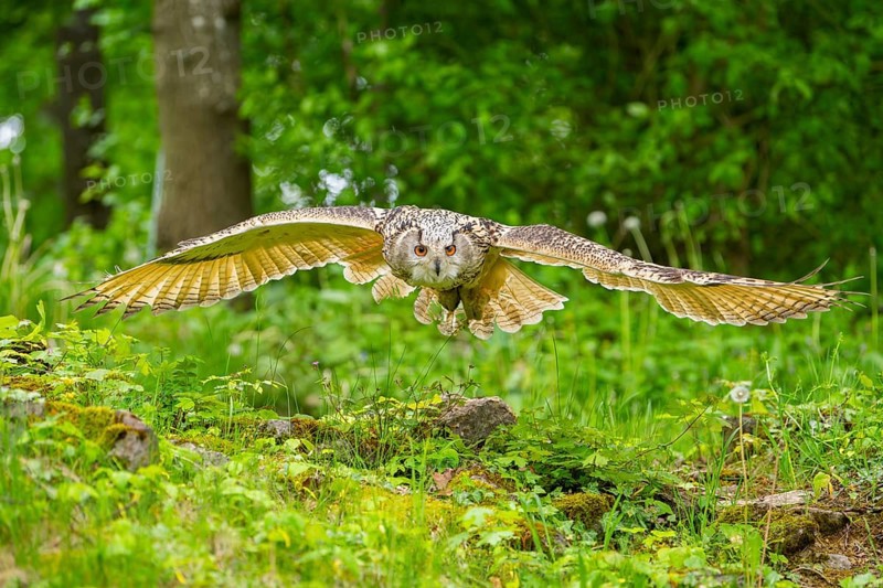 Western Siberian eagle-owl (Bubo bubo sibiricus) flying over a clearing in the forest, Bavaria, Germany