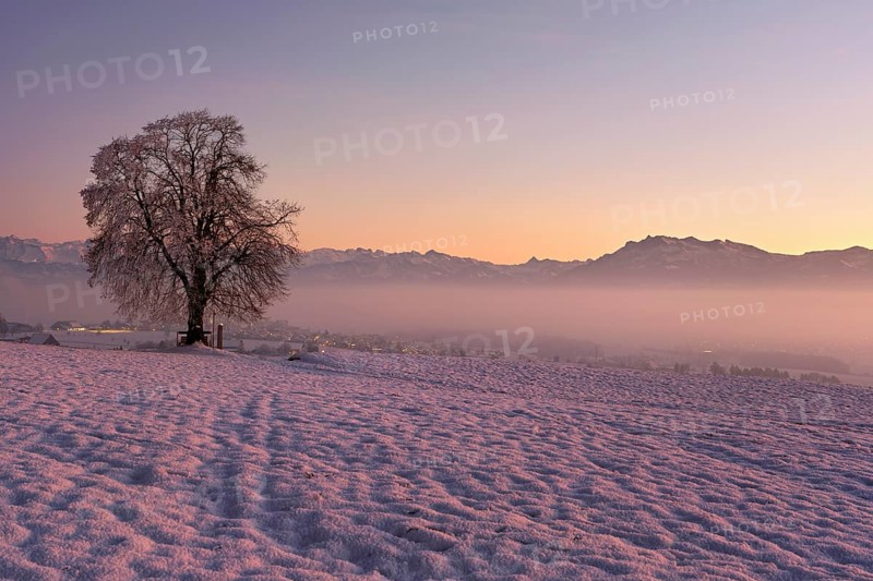 Tree in a freshly snow-covered landscape, behind the Pilatus shrouded in fog, Hohenrain, Seetal, Canton Lucerne, Switzerland