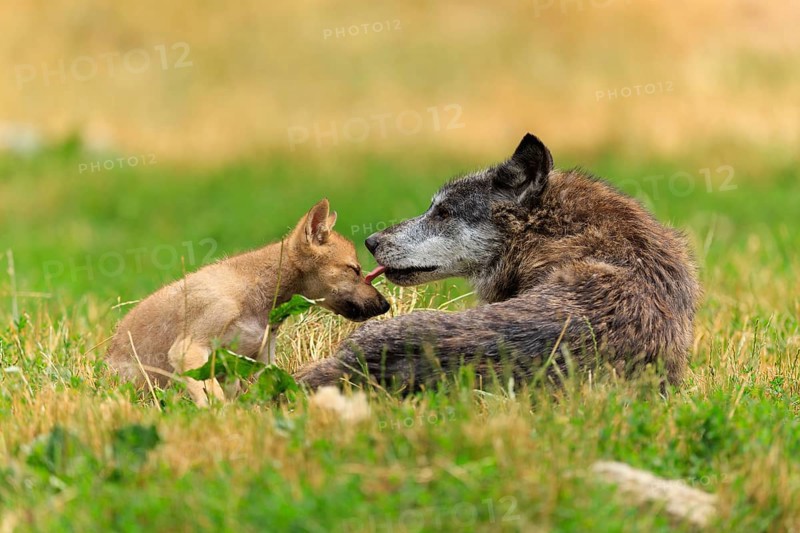 An adult wolf lovingly licking a puppy in the green grass, Timberwolf, wolf, American wolf, (Canis lupus lycaon), Germany