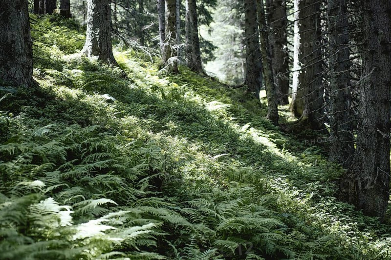 Fern (Polypodiopsida), Rauris primeval forest, Rauris, Pinzgau, Salzburg, Austria