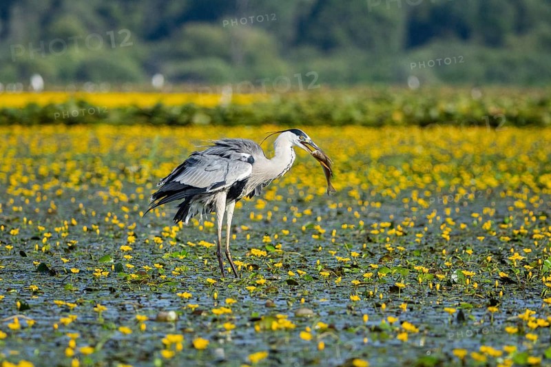 Grey heron (Ardea cinerea) amidst flowering sea pots (Nymphoides peltata) Hungary