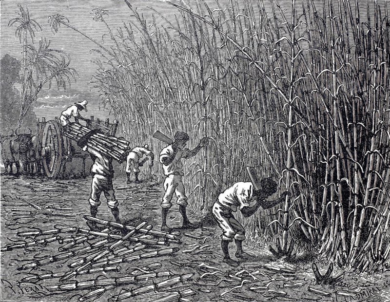 Harvest of sugar cane, c. 1880, Cuba, digitally enhanced reproduction of a 19th century original, historical, exact date unknown