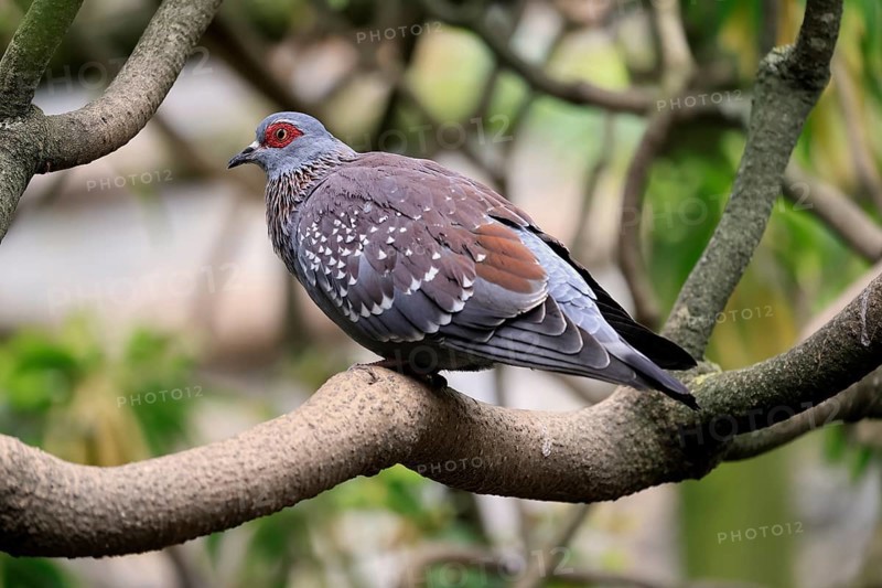 Guinea Pigeon (Columba guinea), Streak-necked Pigeon, adult, on tree, Cape Town, South Africa