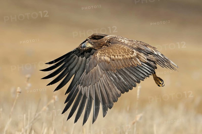 Young eagle in flight... White-tailed eagle (Haliaeetus albicilla), young bird not yet fully coloured, offspring flying in typical surroundings over dry reeds, beautiful harmonious colours, impressive observation of our largest native bird of prey in the wild, wildlife, native nature, wildlife, Germany
