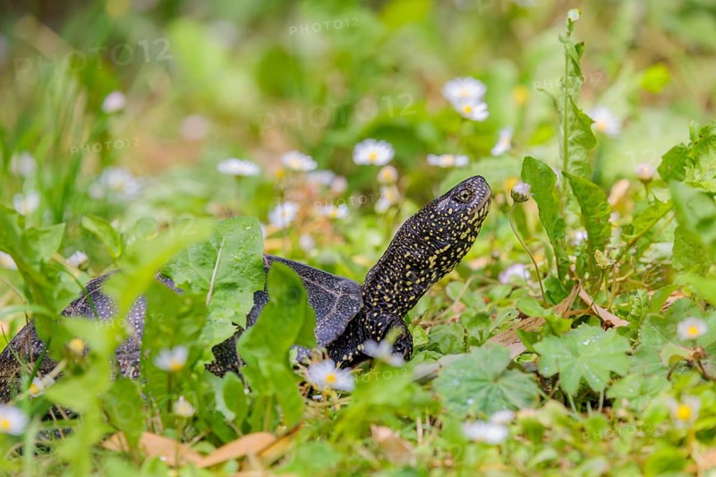 A European pond turtle (Emys orbicularis), makes its way through the green meadow next to the pond
