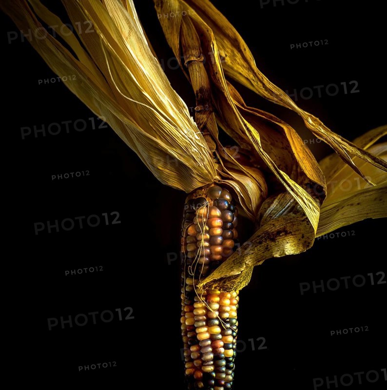 A beautiful example of multicolored corn showcases its rich patterns and textures while dried husks curl around the cob. This natural display is captured in a dramatic light setting