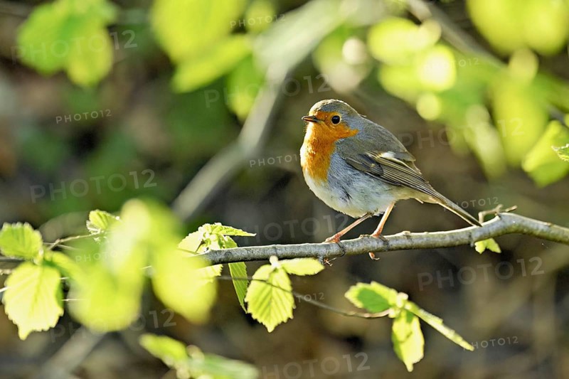 Robin (Erithacus rubecula), sitting on a branch, Flachsee nature reserve, Freiamt, Canton Aargau, Switzerland