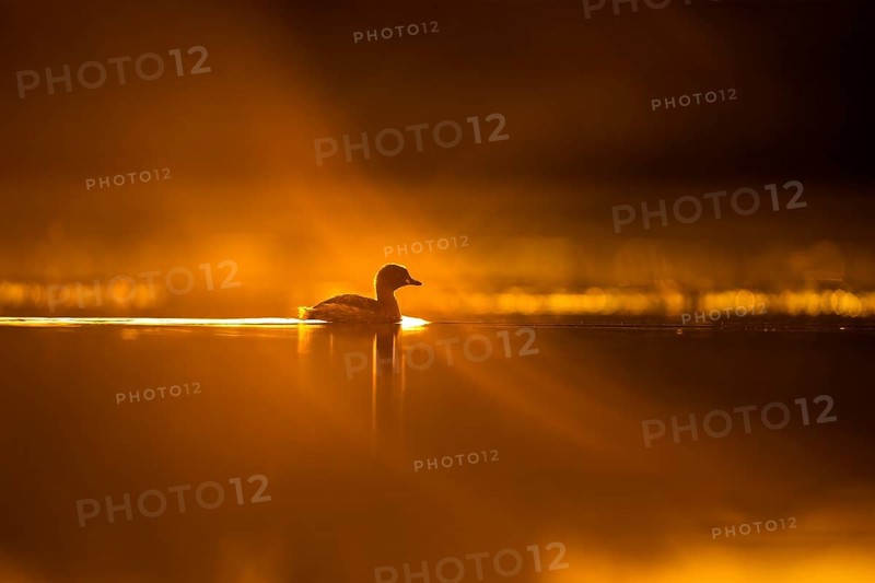 Little Grebe (Tachybaptus ruficollis), Gauteng, South Africa