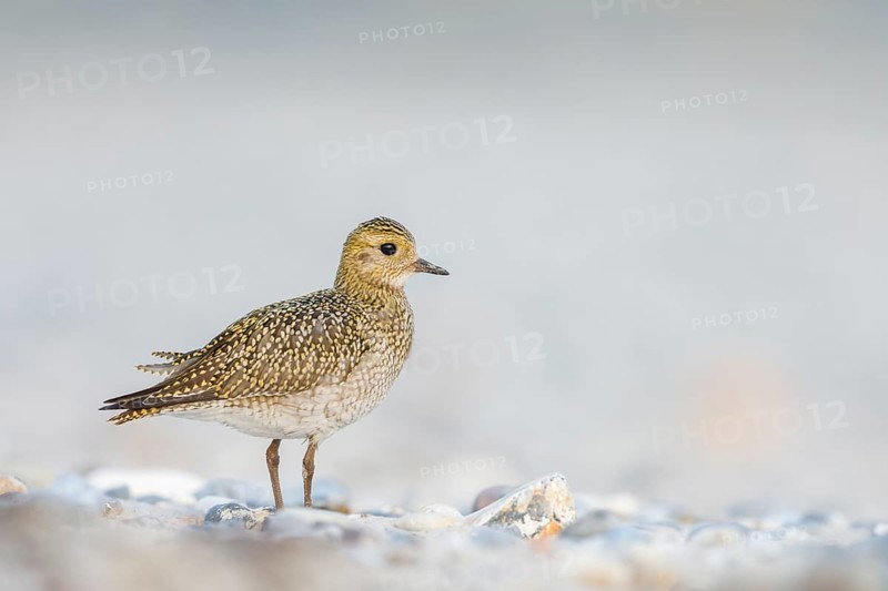 Goldregenpfeifer, Pluvialis apricaria Golden Plover, Pluvialis apricaria