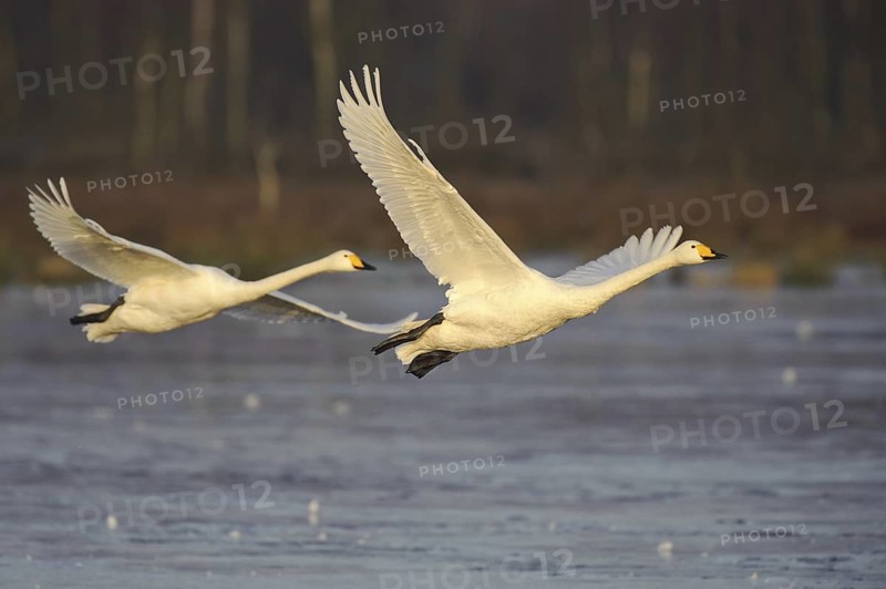 Whooper Swan (Cygnus cygnus) flying, Lower Saxony, Germany