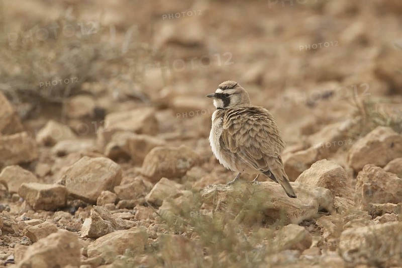 Temminck's Lark (Eremophila bilopha), Morocco