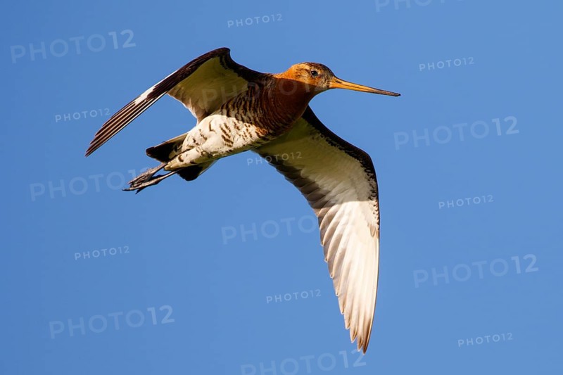 Black-tailed Godwit (Limosa limosa) flying, Netherlands