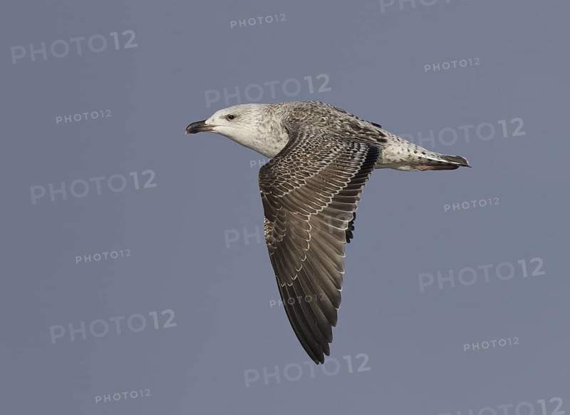 Great Black-backed Gull (Larus marinus) flying, Ohio, USA