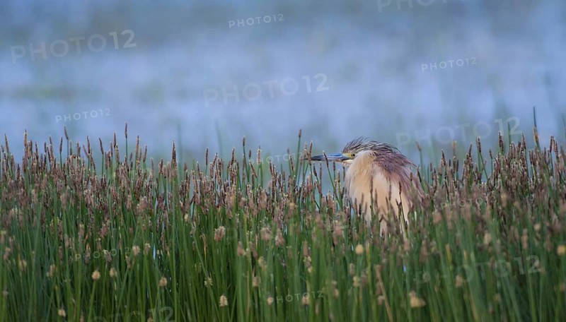 Squacco Heron (Ardeola ralloides), Lesvos, Greece